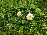 Vivid green first spring grass. In the centre is a bright red ladybird, flanked by two white daisies.