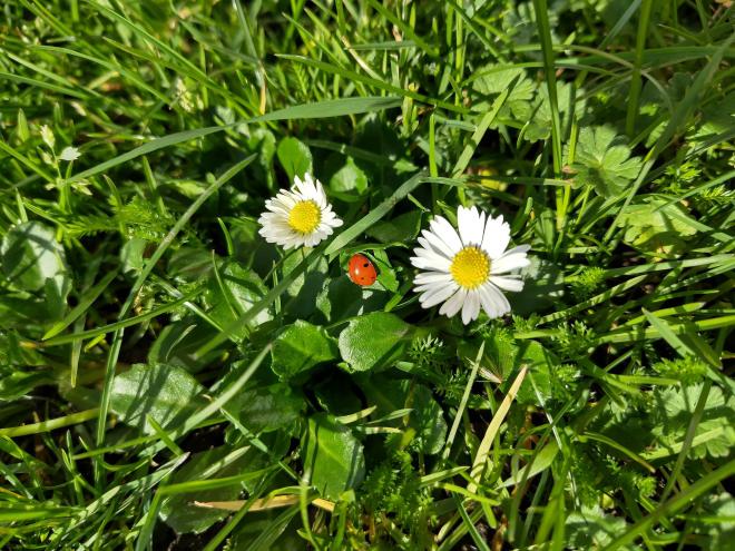 Vivid green first spring grass. In the centre is a bright red ladybird, flanked by two white daisies.