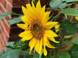 A big yellow sunflower. It is in full bloom. Big green leaves behind it. On the centre of the flower is a black and yellow striped insect, perhaps a hoverfly.