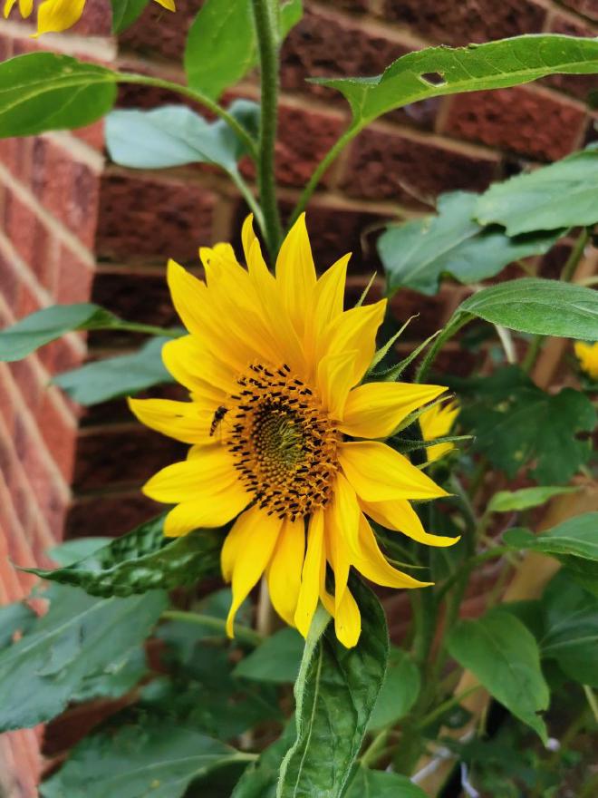 A big yellow sunflower. It is in full bloom. Big green leaves behind it. On the centre of the flower is a black and yellow striped insect, perhaps a hoverfly.